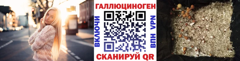 kraken Углегорск Псилоцибиновые грибы Psilocybe
